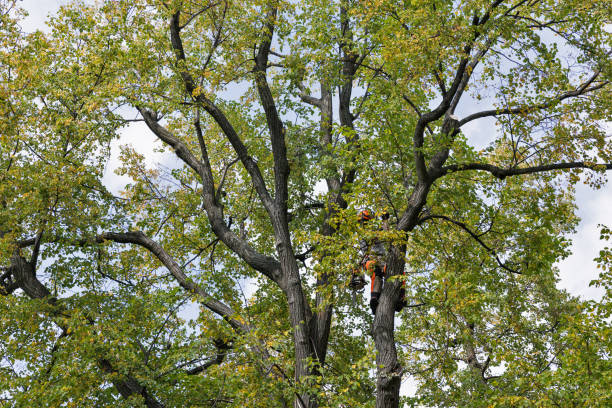 Tree and Shrub Care in Muskegon Heights, MI